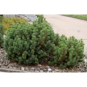 Borovica horská (Pinus mugo) ´PUMILIO´ – výška 10-20 cm, ⌀ 20/30 cm, kont. C2L